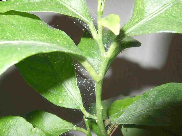 Plant PestsRed Spider Mites Hydroponics Info