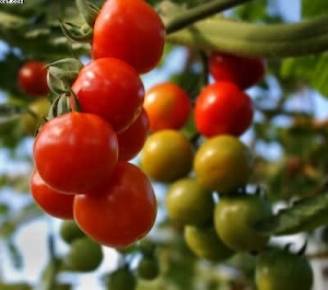 Cherry Tomatoes