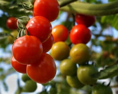 Cherry Tomatoes