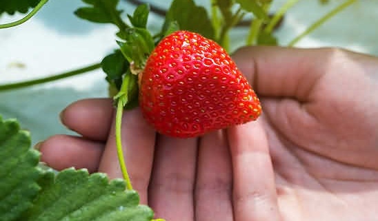 strawberries