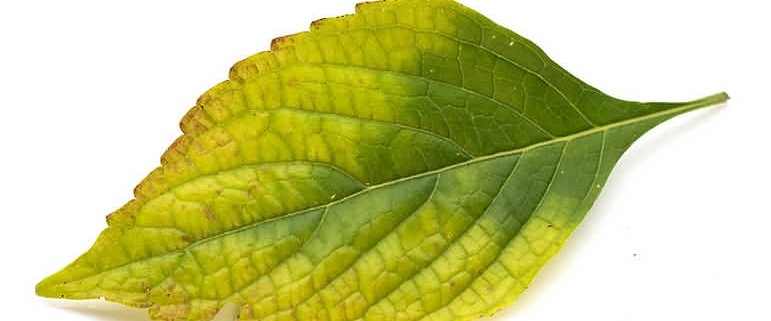 yellowing leaves iron deficiency