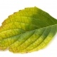 yellowing leaves iron deficiency