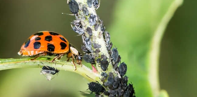 Hydrostore-Friendly Bugs-ladybird