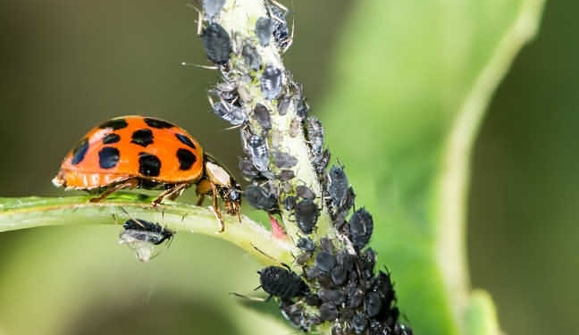 Hydrostore-Friendly Bugs-ladybird