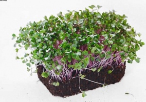 sprouting seeds for chickens