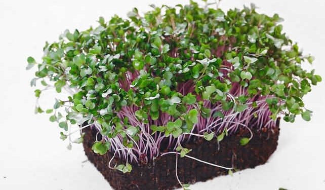 sprouting seeds for chickens