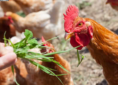 chicken eating fresh greens