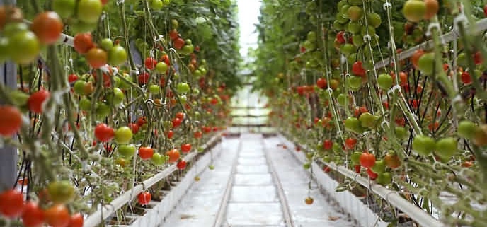 Hydroponics and the Environment