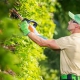 using a cordless hedge trimmer