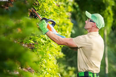 using a cordless hedge trimmer