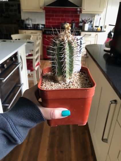 Rediscovering My Passion for Cacti Growing