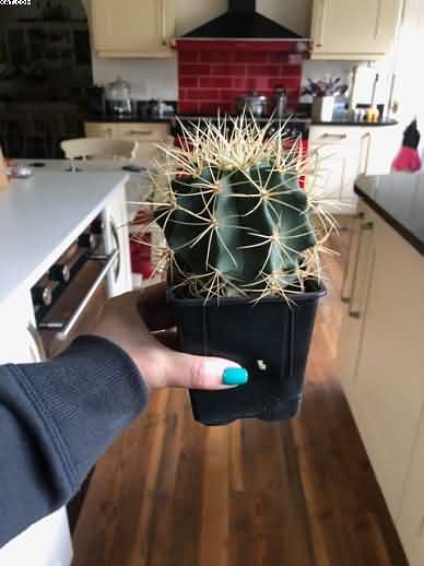 Rediscovering My Passion for Cacti Growing