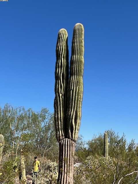 Phoenix Cactus Haven Visit