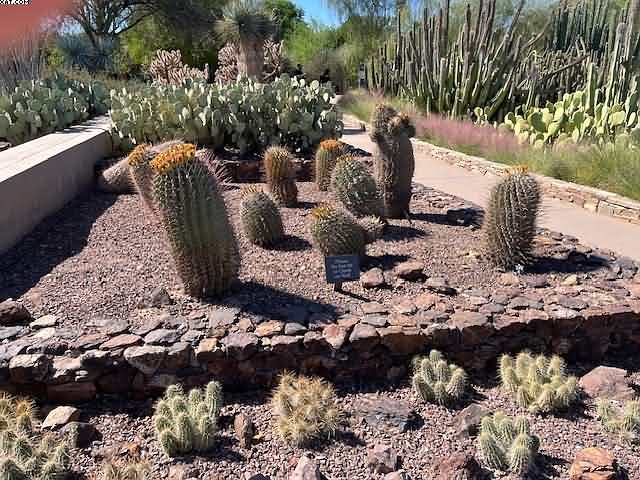 Phoenix Cactus Haven Visit