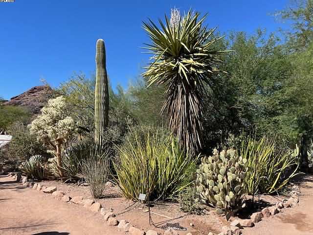 Phoenix Cactus Haven Visit