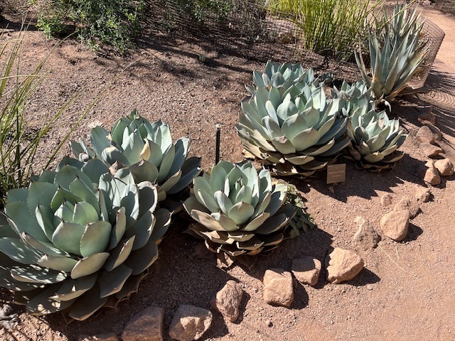 Phoenix Cactus Haven Visit