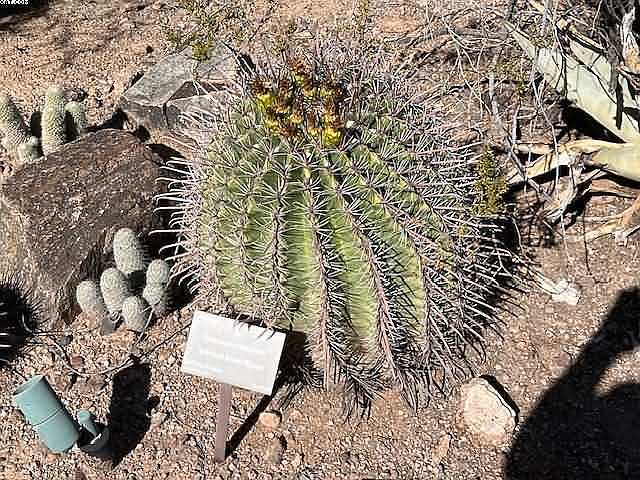 Phoenix Cactus Haven Visit